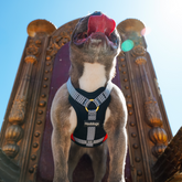 Dog wearing a Hoddogs dog harness with a zig zag pattern in front of ornate chair outside