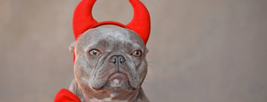A french bulldog wearing devil horns 