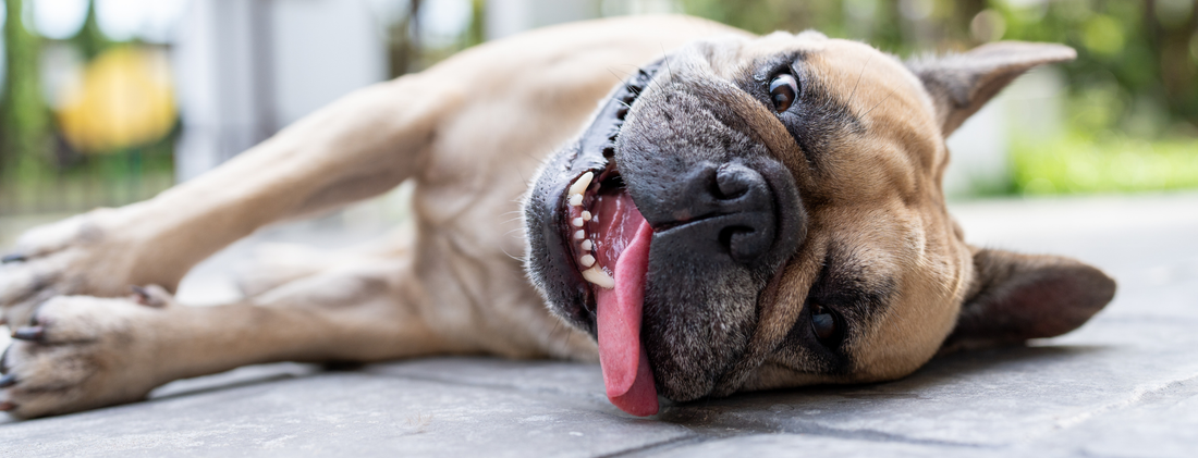 Do Dog Cooling Vests Actually Work? The 3 Types Explained