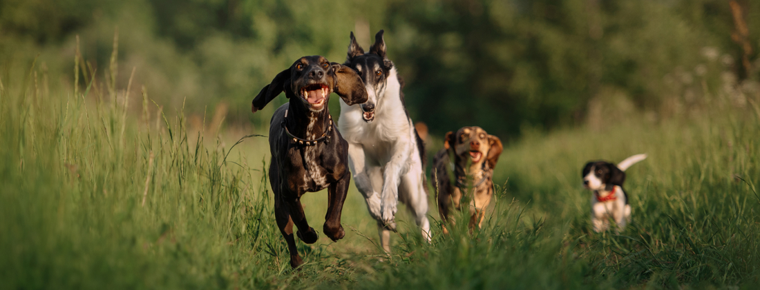 Best Dog Harness for Hot Weather: What Actually Works (And What's Just Marketing)