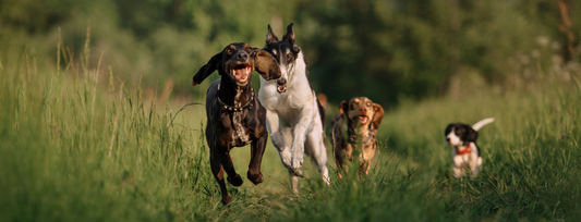 Best Dog Harness for Hot Weather: What Actually Works (And What's Just Marketing)