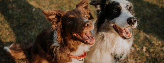 Dog Heatstroke Prevention: The Summer Safety Plan That Actually Works