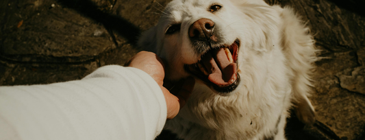 Dog Breeds That Overheat Easily: The Real Risk List (It's Not Just Frenchies)