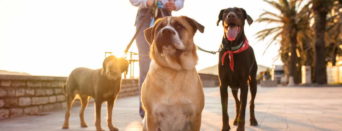 How Hot Is Too Hot to Walk a Dog? Temperature, Humidity & Pavement