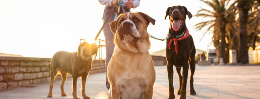 How Hot Is Too Hot to Walk a Dog? Temperature, Humidity & Pavement