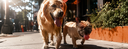 Dog Heatstroke Prevention: What 167,000 Cases Want You to Know