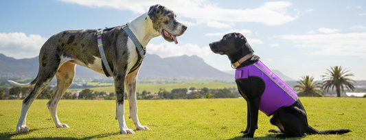 Dog Cooling Vest vs Dog Cooling Harness: What’s Better for Hot Days?