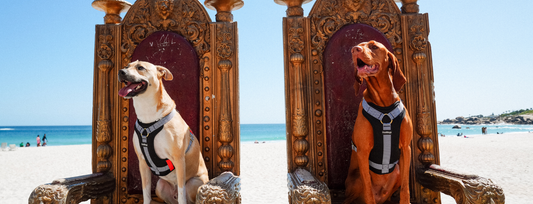 Two dogs sitting on chairs on the beach wearing cooling dog harnesses 