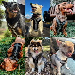 Dog Cooling Harness Kit with Gel Ice Packs