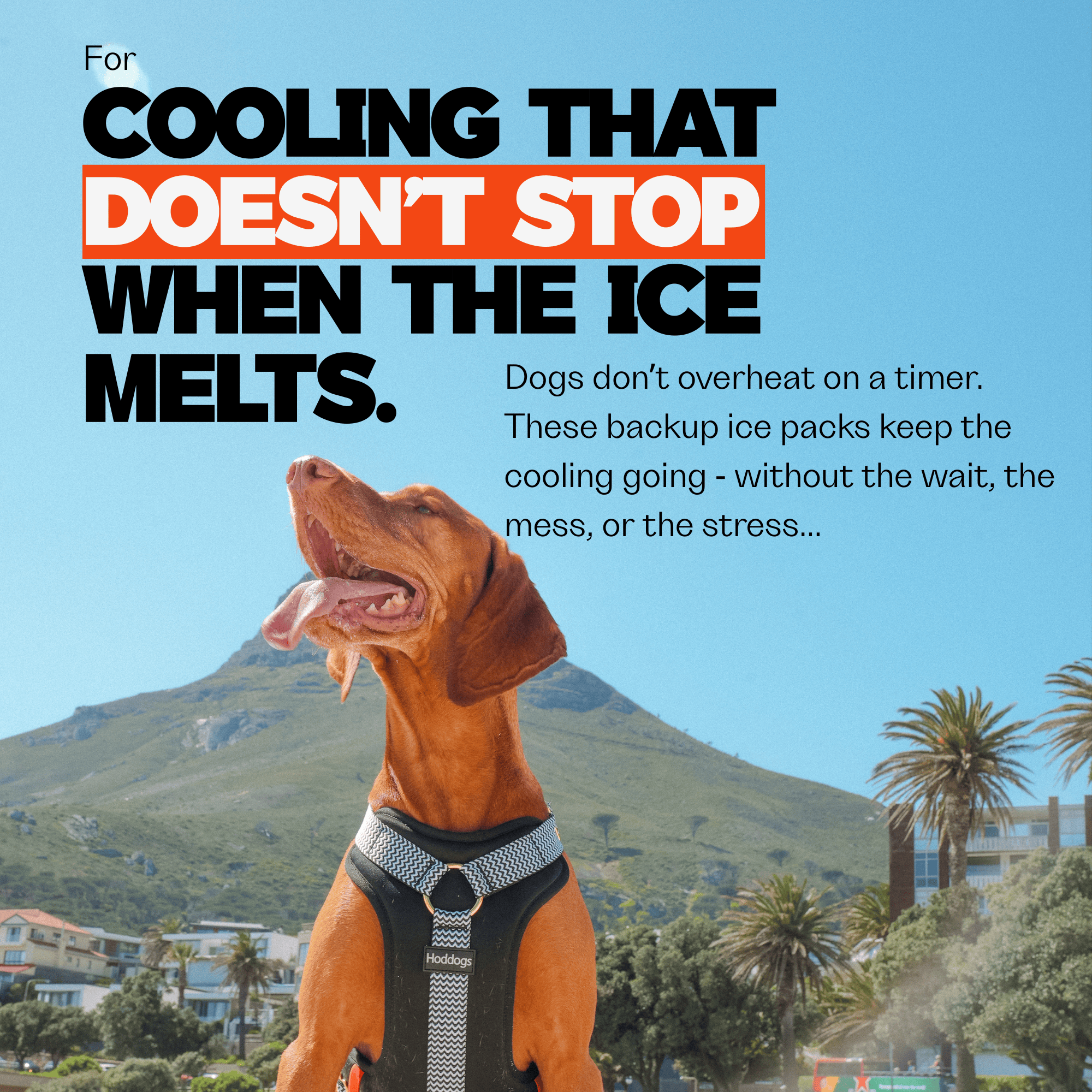 Dog wearing a dog cooling harness with text about cooling products against a mountain and palm tree background.
