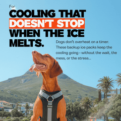 Dog wearing a dog cooling harness with text about cooling products against a mountain and palm tree background.