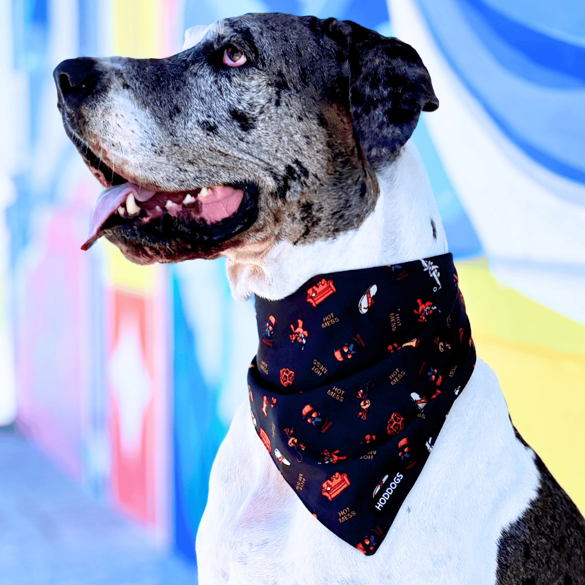 Dog wearing a black dog cooling bandana with red patterns against a colorful background