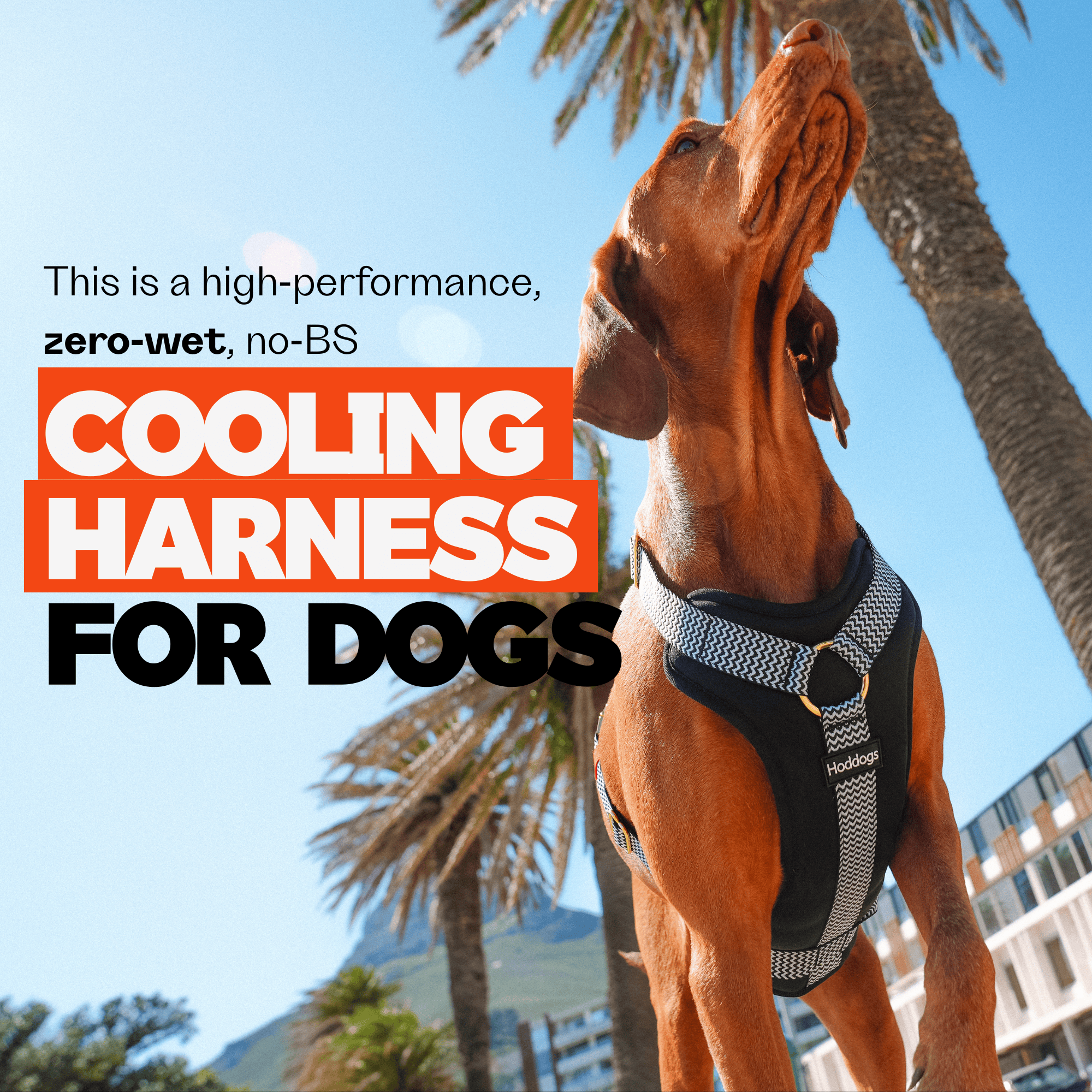 Dog wearing a cooling harness with text about its features, set against a palm tree and building background.