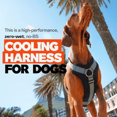 Dog wearing a cooling harness with text about its features, set against a palm tree and building background.