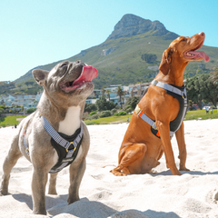 Two dogs on a beach wearing Hoddogs cooling Dog Harness with mountains in the background