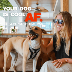 Girl and her dog in a cooling dog harness sitting on a leather couch 