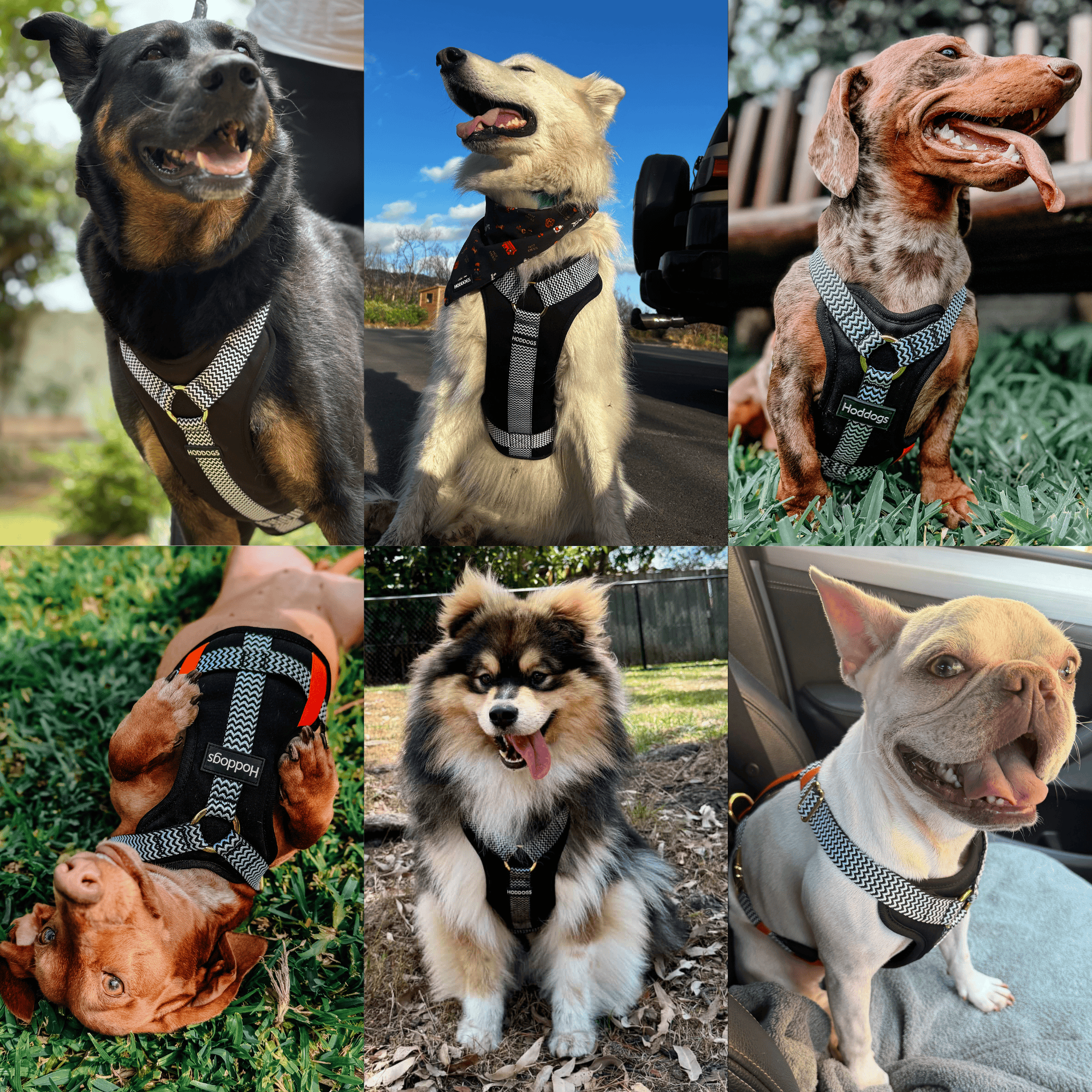 Happy dogs in Dog Cooling Harness Kit with Gel Ice Packs 