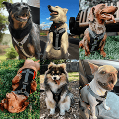 Happy dogs in Dog Cooling Harness Kit with Gel Ice Packs 