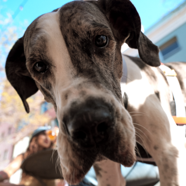 Close-up of a dog with a blurred background