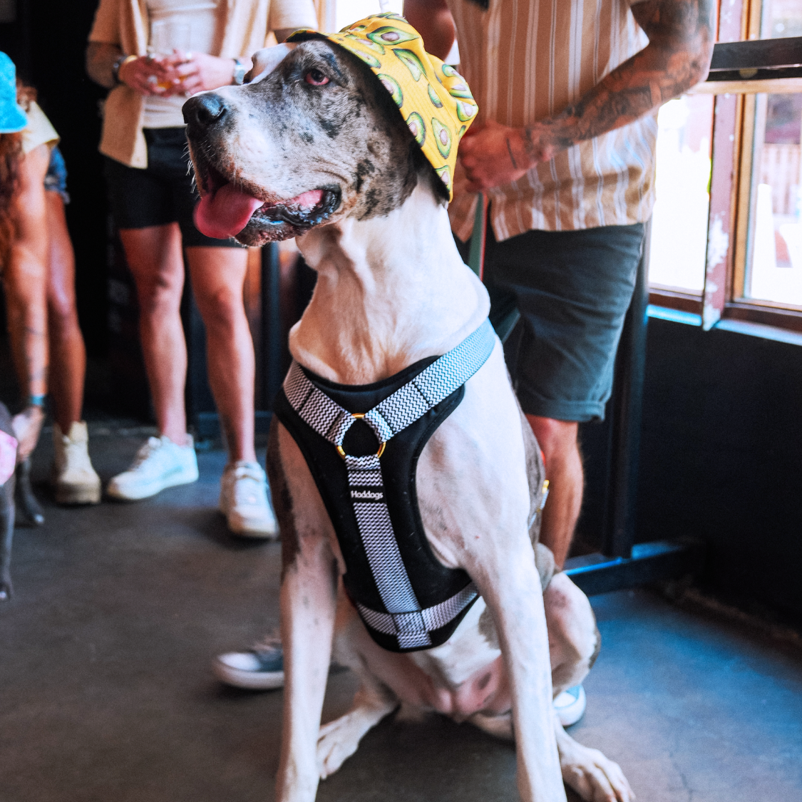 Dog wearing a yellow hat and Hoddogs Cooling harness sitting indoors with people in the background.