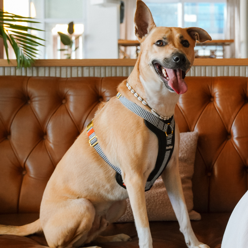 Dog sitting on a brown leather couch wearing the Hoddogs Cooling Harness with a blurred indoor background