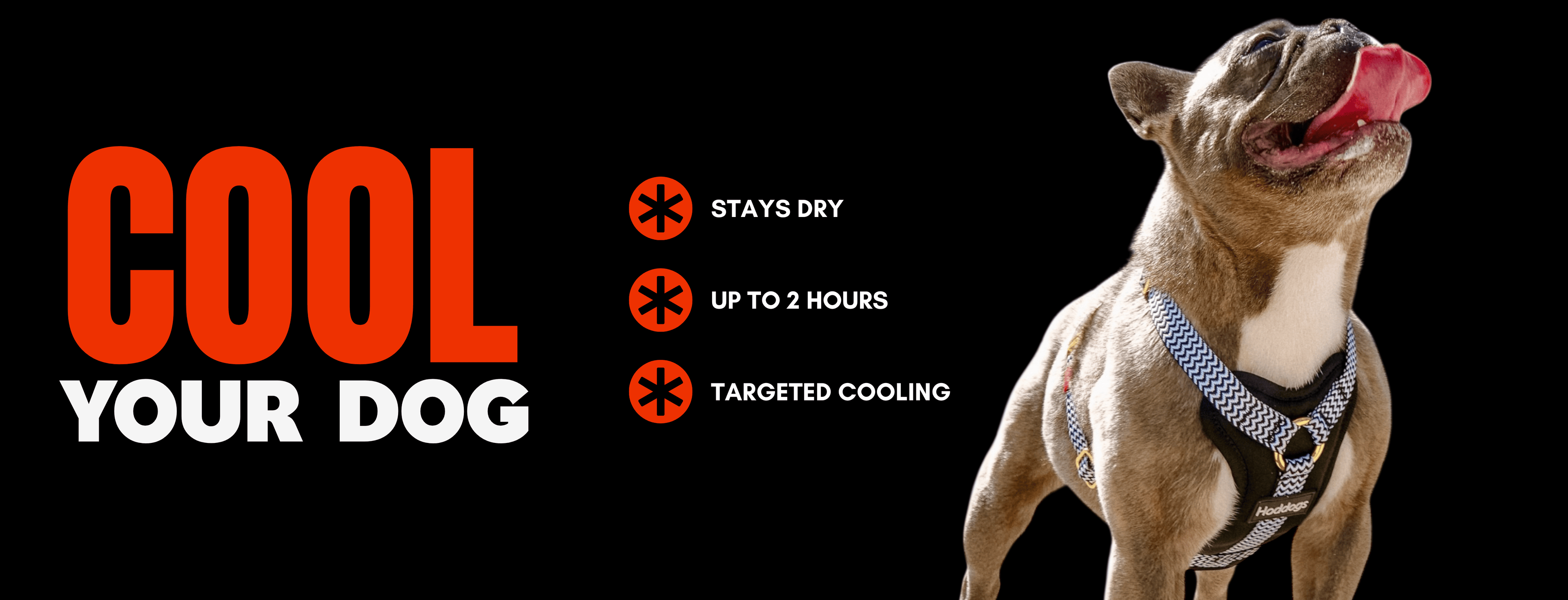 Dog wearing a dog cooling vest with text on a black background