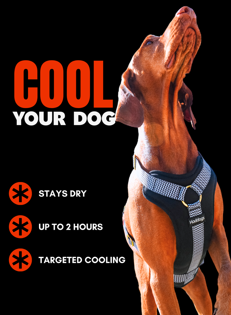 Dog wearing a cooling dog harness with text highlighting features on a black background