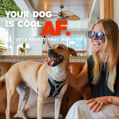 Woman sitting with a dog in a cooling dog harness  in a casual indoor setting, with text overlay.