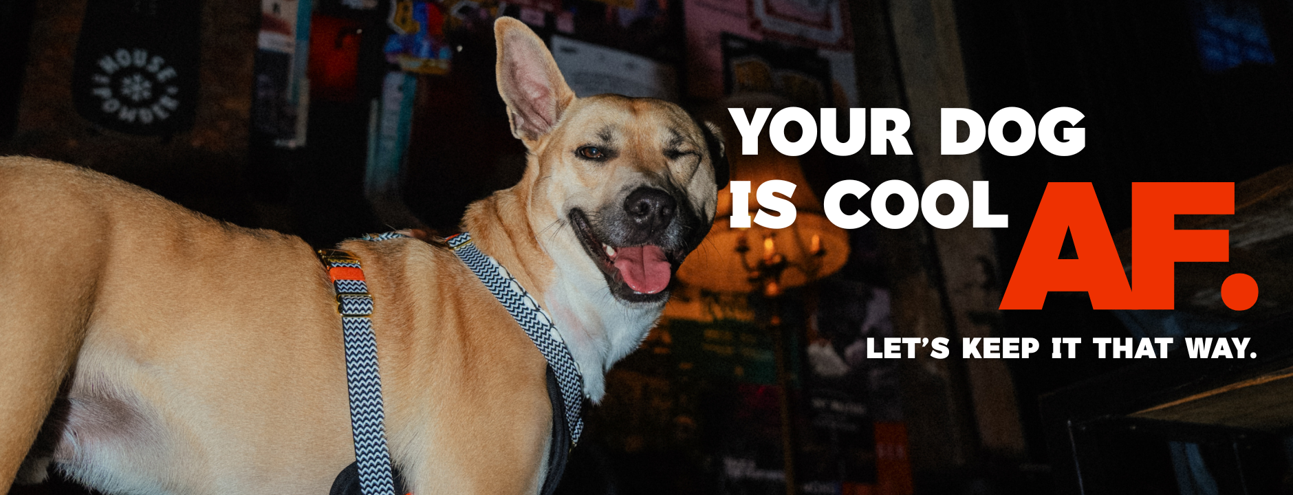 Dog wearing a cooling vest harness with a text overlay 'Your dog is cool AF. Let's keep it that way.'