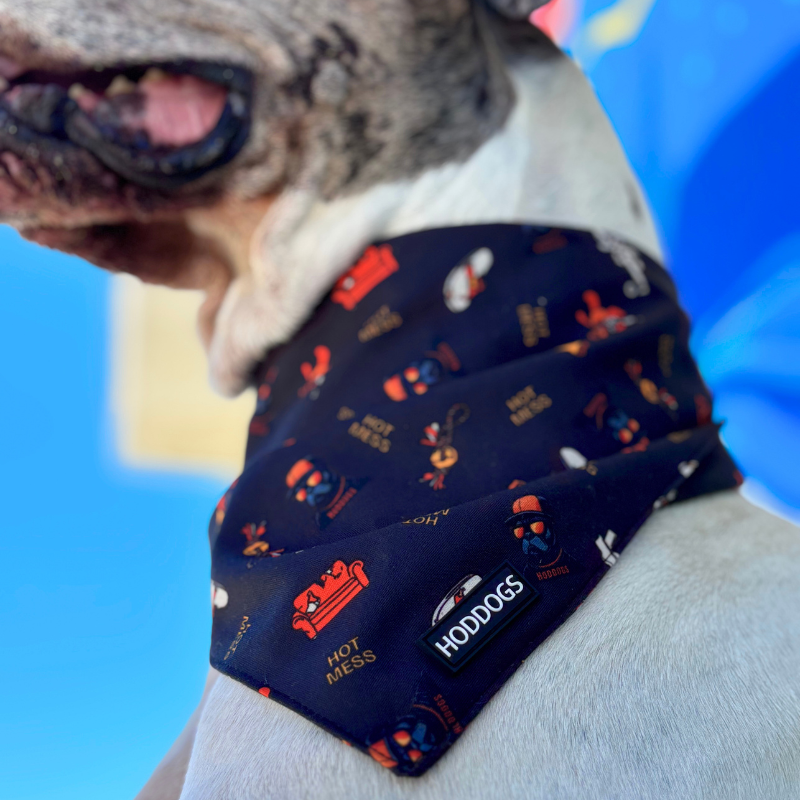 Large Dog wearing a bandana with a 'Hoddogs' brand logo against a blue background