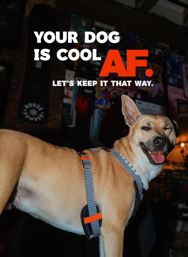 Dog wearing a cooling vest harness with text 'Your dog is cool AF. Let's keep it that way.' in a casual setting.