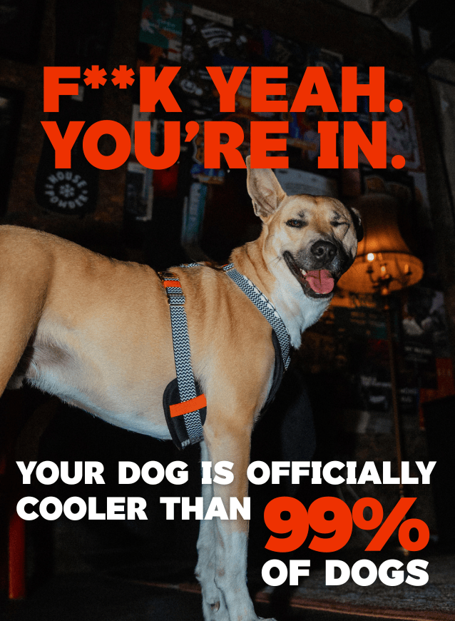 Dog wearing cooling dog harness with text overlay in a bar setting