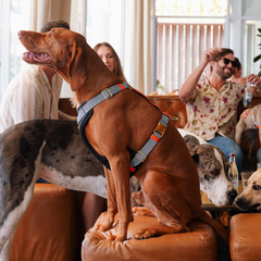 Dog standing on a couch wearing the Hoddogs Cooling Harness in a social setting with people and other dogs.