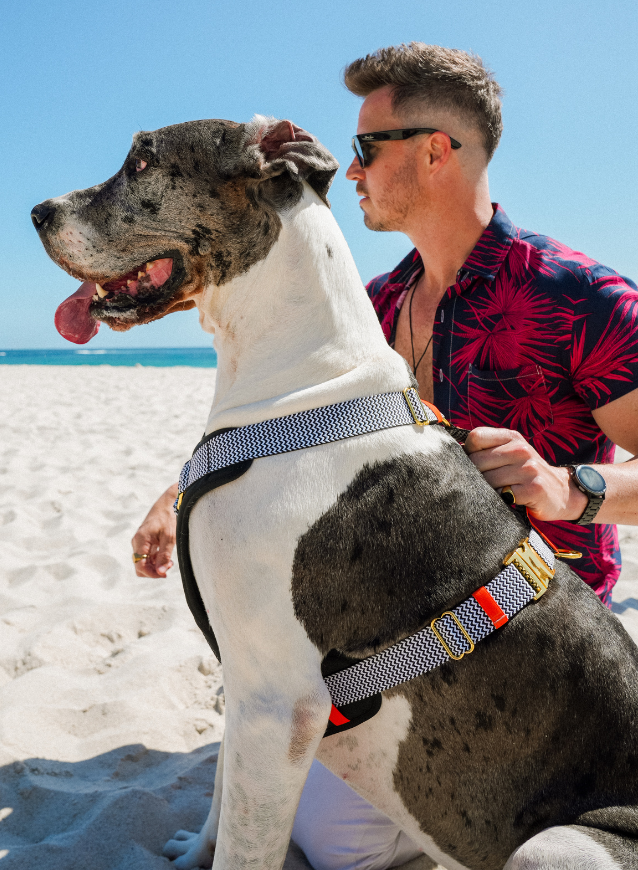 Man and large dog on a beach with ocean view