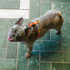 Small dog wearing a Hoddogs cooling dog harness standing on a green tiled floor