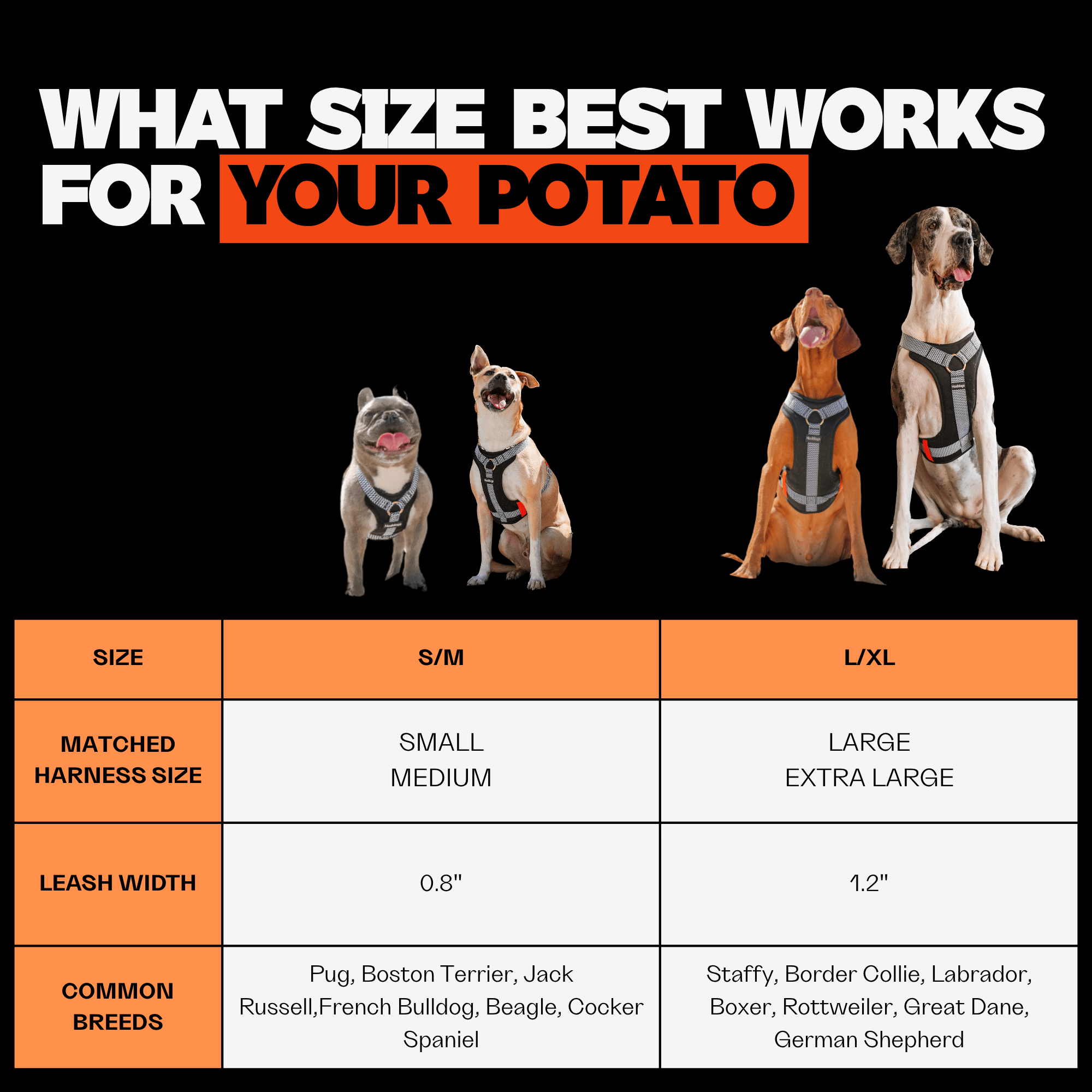 Dog leash size chart with four dogs and text 'What size best works for your potato' on a black background.