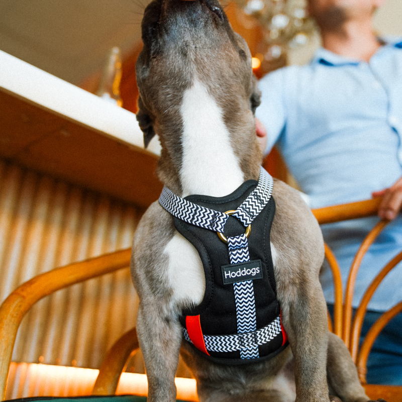 Dog wearing a Hoddogs cooling dog harness with a person in the background
