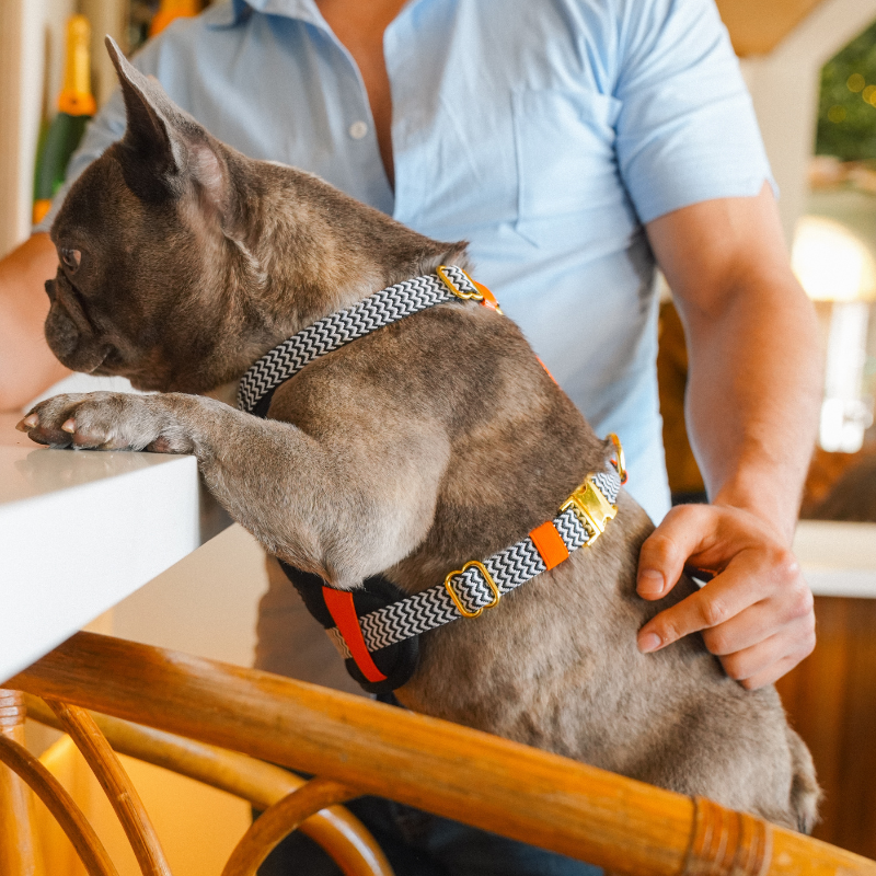 Person petting a small dog on a wooden chair indoors wearing a Hoddogs Cooling Dog Harness 