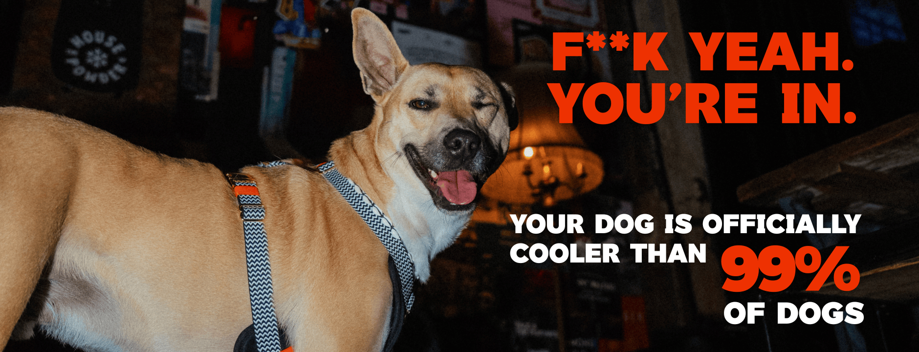 Dog wearing a cooling dog harness with text claiming it's cooler than 99% of dogs in a casual setting