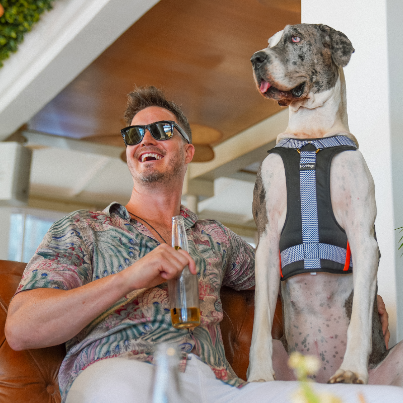 Man sitting on a couch with a dog wearing a Hoddogs Cooling harness, both enjoying a drink.